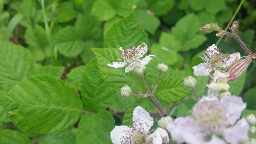 Rovo?  S, Rubus sp.